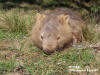 NP - Barrington Tops - Wombat at Junction Pools